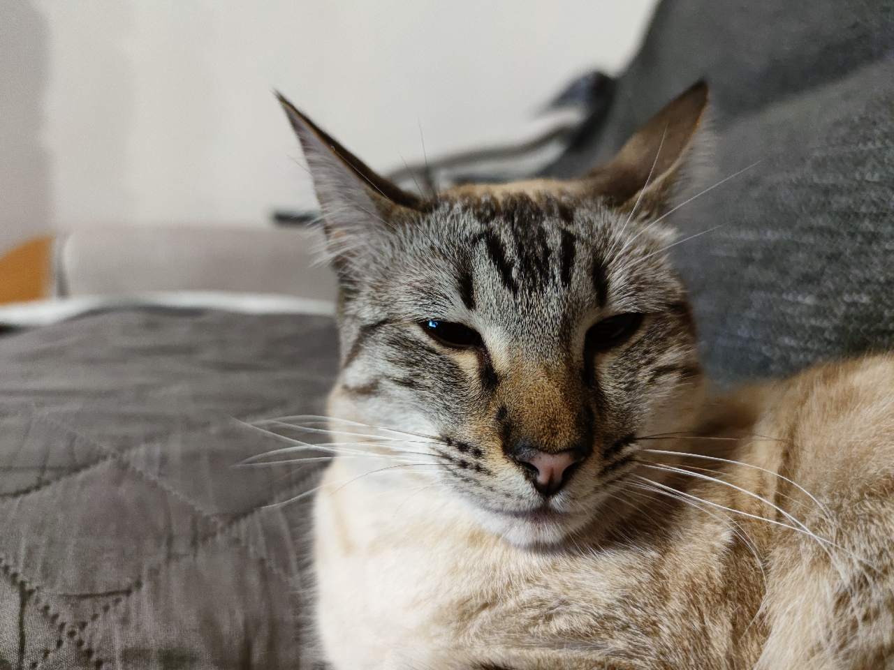 Bengale Croise Siamois Photos Mi Community Xiaomi