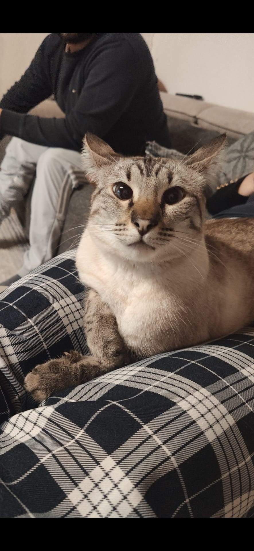 Bengale Croise Siamois Photos Xiaomi Community Xiaomi